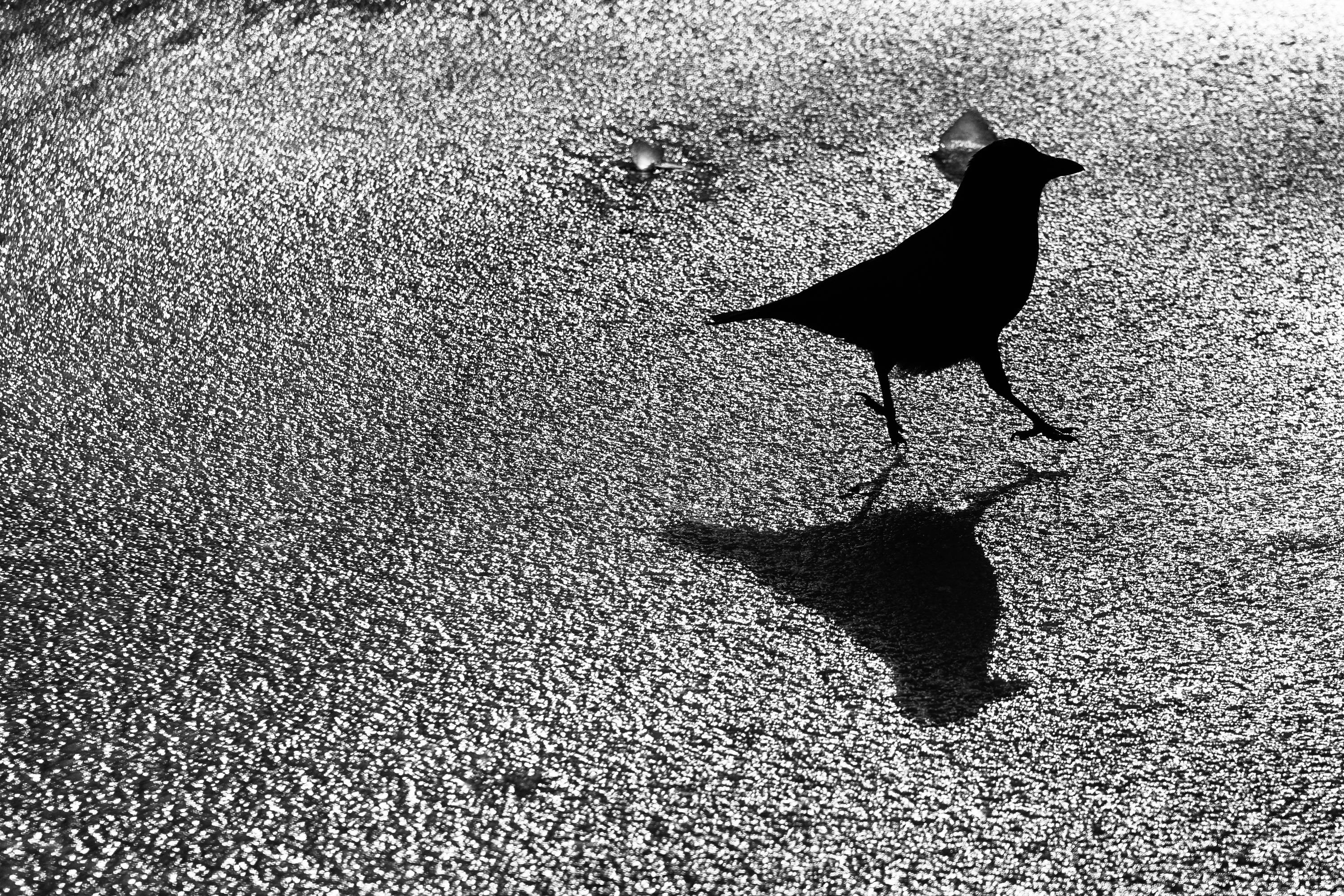 Free stock photo of bird, cold, crow