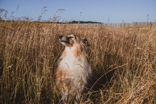 Close-Up Shot of a Furry Dog on a Grassy Field