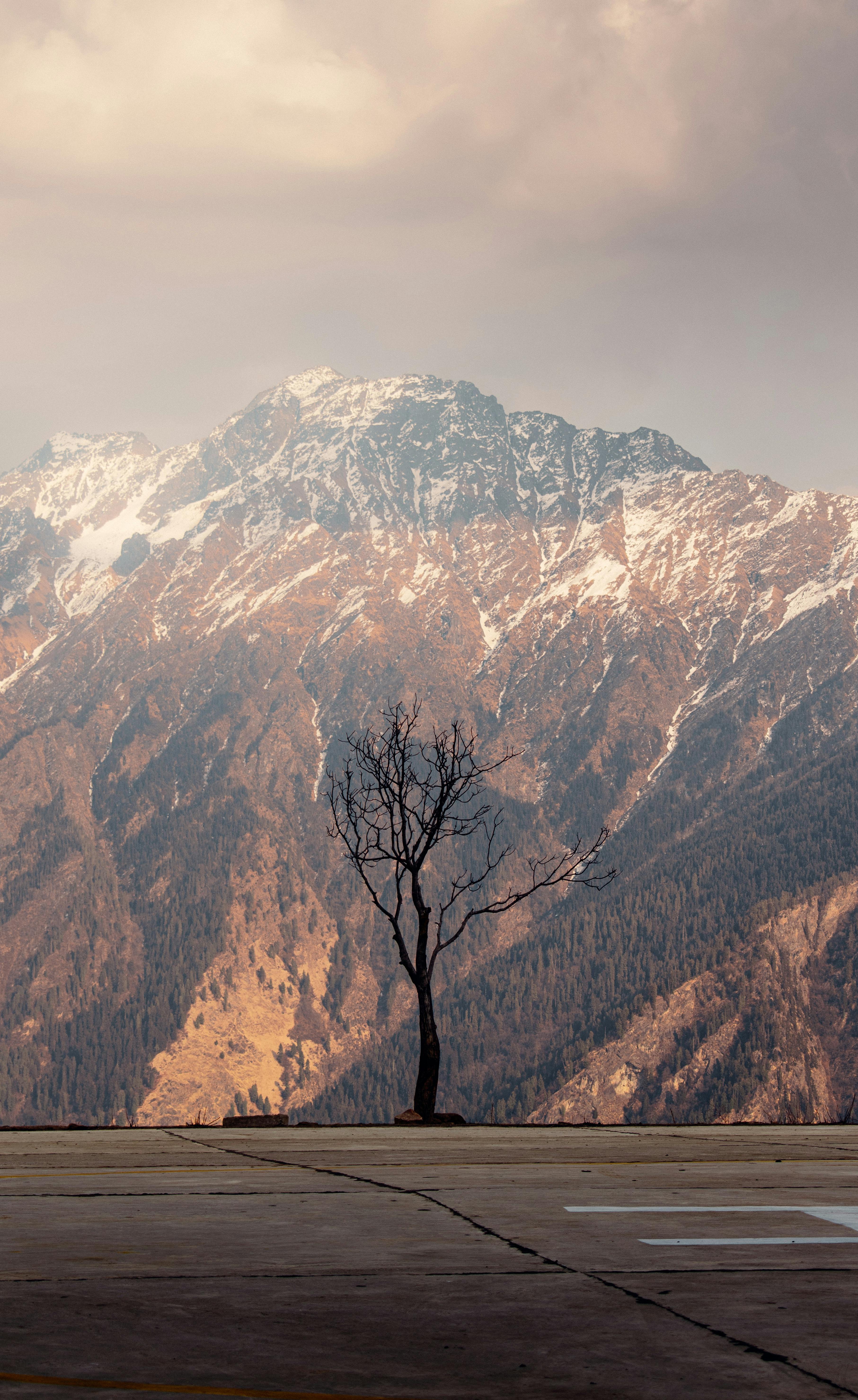 Beautiful winter scenery featuring a lone tree against the majestic Himalayas in Joshimath, India.