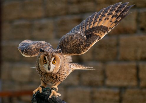 Close-Up Shot of a Screech Owl