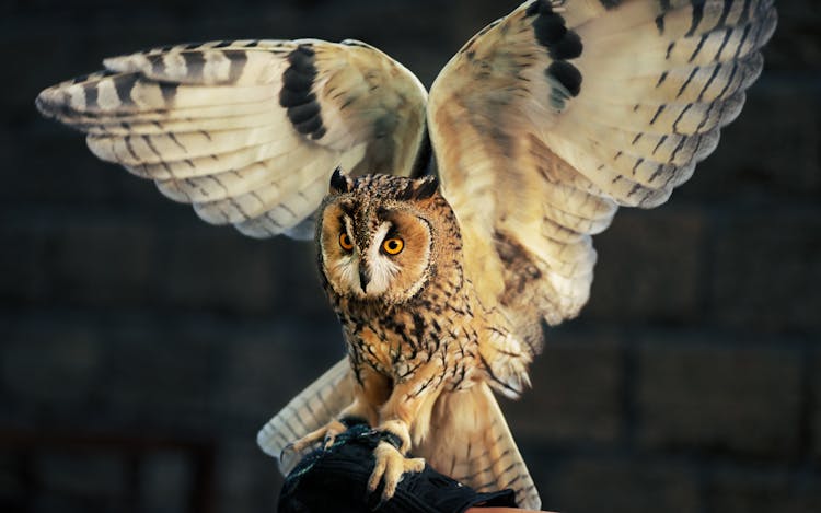 Close-Up Shot Of An Owl On A Bird Perch