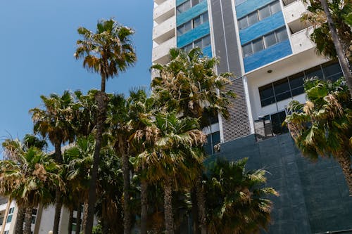Palm Trees beside a Building