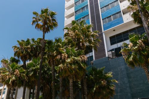 Free A contemporary building surrounded by lush palm trees against a clear, blue sky. Stock Photo