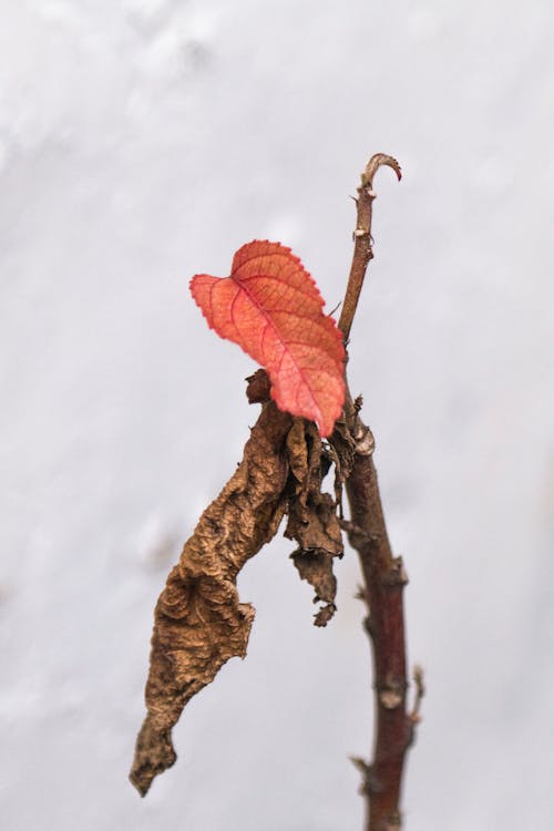 Free stock photo of dry leaf, plant