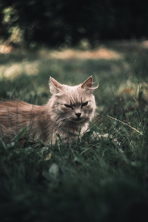 Free Close-Up Shot of a Domestic Cat Lying on the Grass Stock Photo