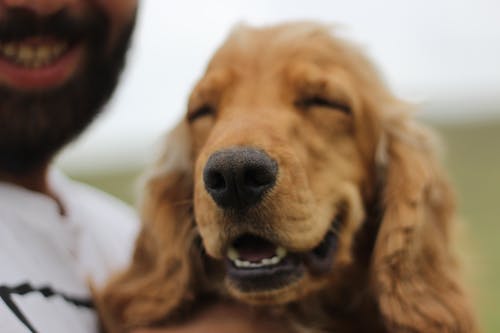 Close-Up Shot of a Golden Retriever