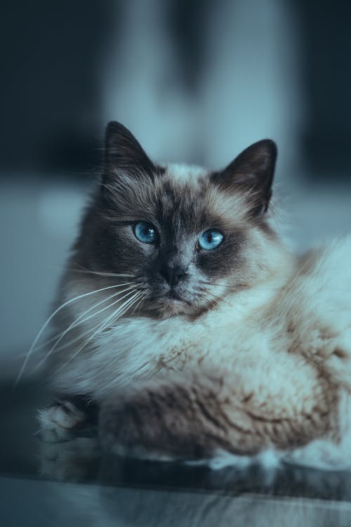 Gratis lagerfoto af behåret, birman kat, dyr