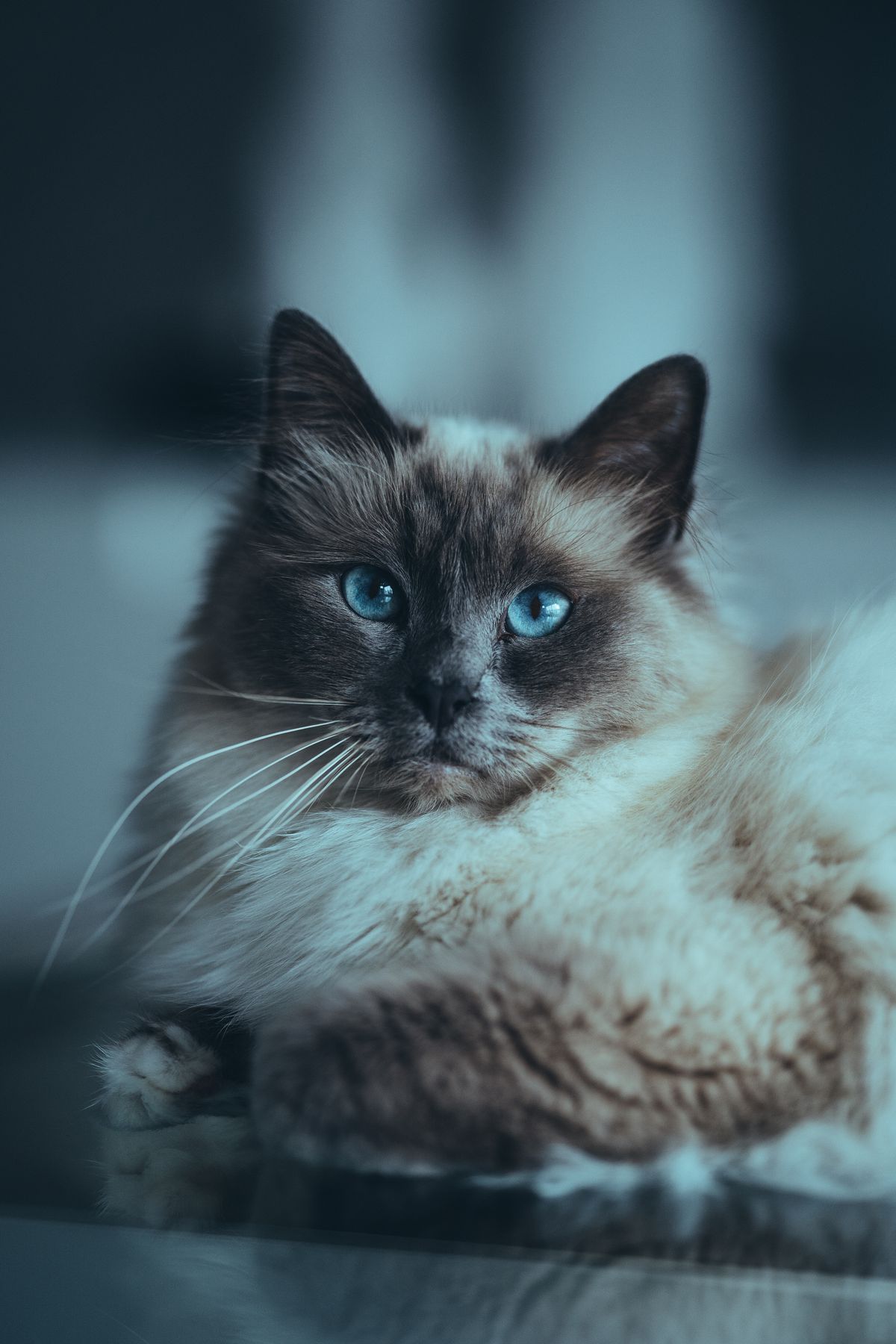 Chat colourpoint aux yeux bleus intenses et au masque foncé, poil mi-long