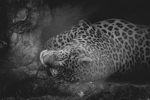Grayscale Photo of a Leopard Lying Down