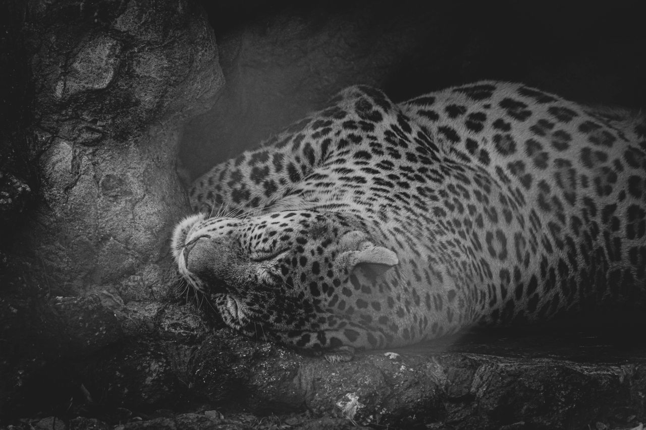a dramatic black and white photo capturing a leopard resting in its na