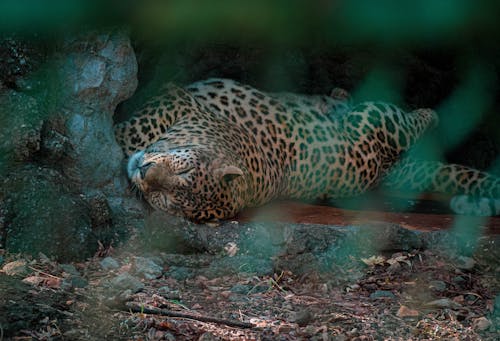 Fotos de stock gratuitas de animal, depredador, dormido