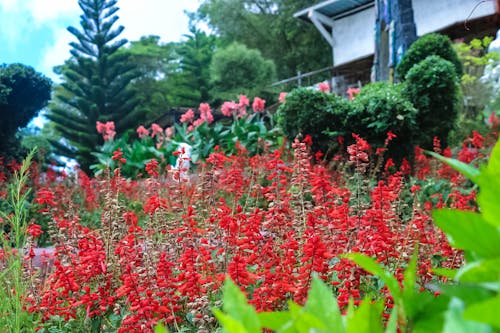 Gratis stockfoto met bloemachtig, bloemen, littleamsterdam