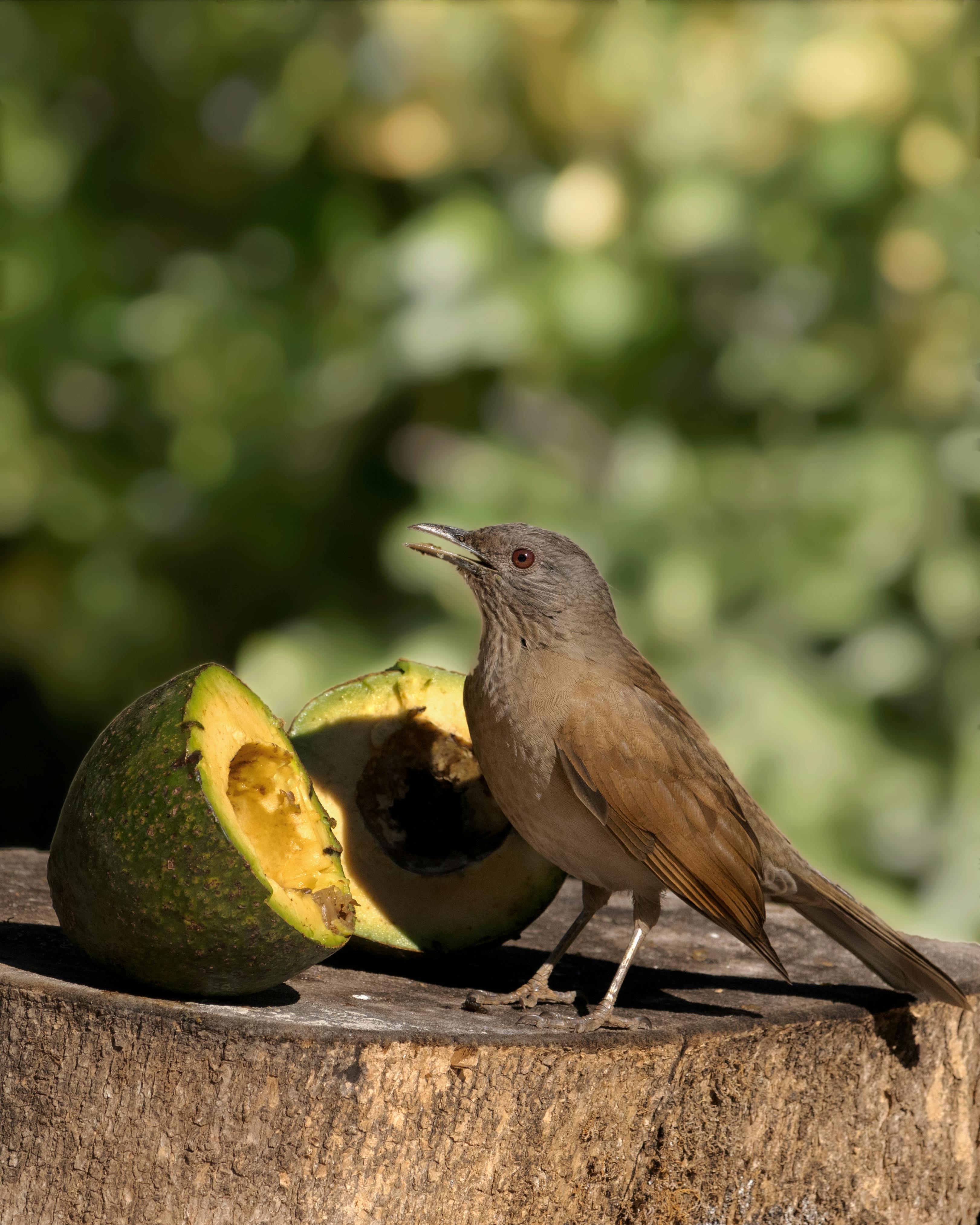 Wren Photos, Download The BEST Free Wren Stock Photos & HD Images