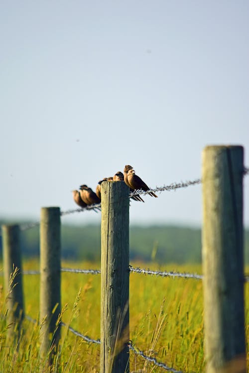Free stock photo of barb wire, birds, birds in a row
