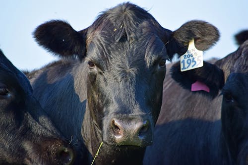 Free stock photo of beef cow, black cow, cow
