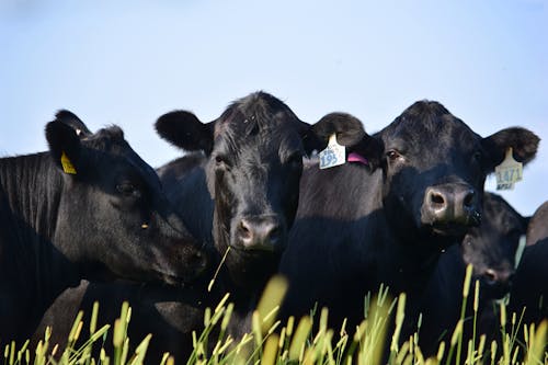 Free stock photo of beef cow, black cow, cow