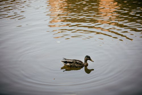 Photo of a Duck Swimming on a Lake