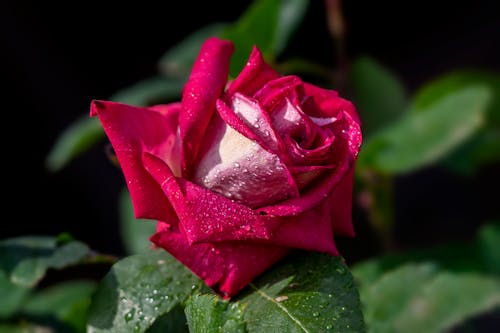 Selective Focus Photo of a Wet Red Rose