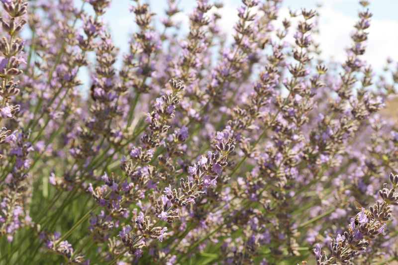 Lavender Infused Honey
