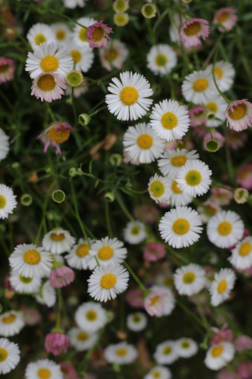 Close-Up Shot of Chamomile Flowers in Bloom