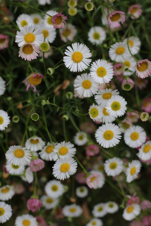 Free A vibrant field of white chamomile daisies with a soft, natural background. Stock Photo