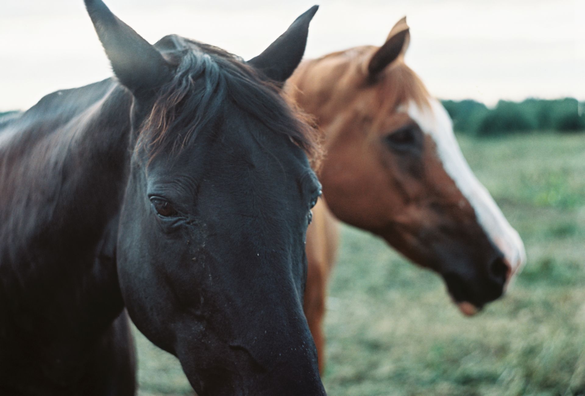 Close-Up Shot of Black and Brown Horses