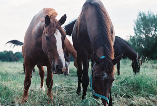 Close-Up Shot of Horses Grazing on a Grassy Field