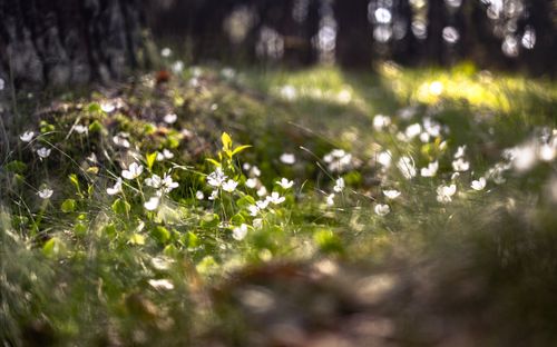 Free Discover the beauty of white wildflowers blossoming in a tranquil forest setting in Poland. Stock Photo