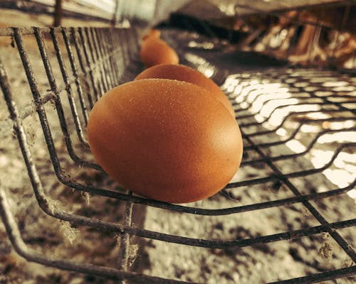 Free stock photo of chicken, eggs, farm