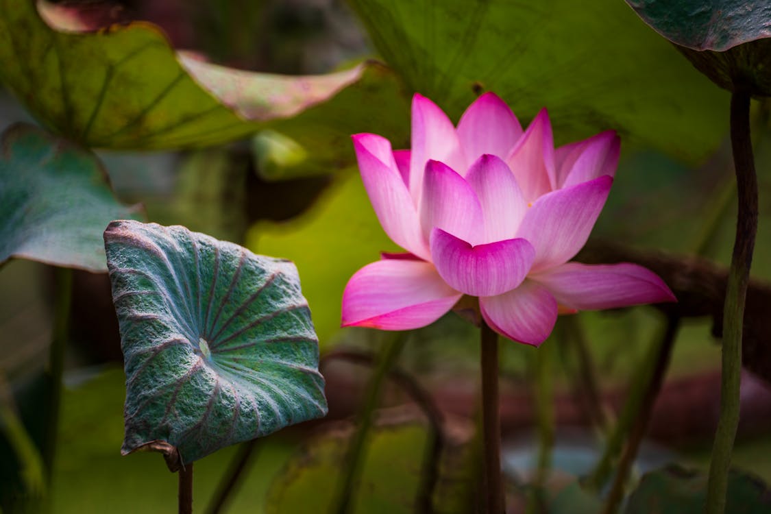 Close-Up Shot of a Water Lily