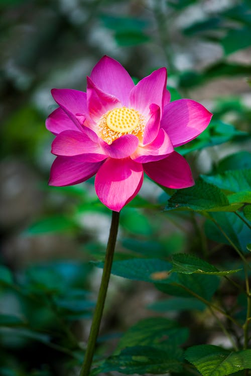 Free Pink and Yellow Flower in Tilt Shift Lens Stock Photo