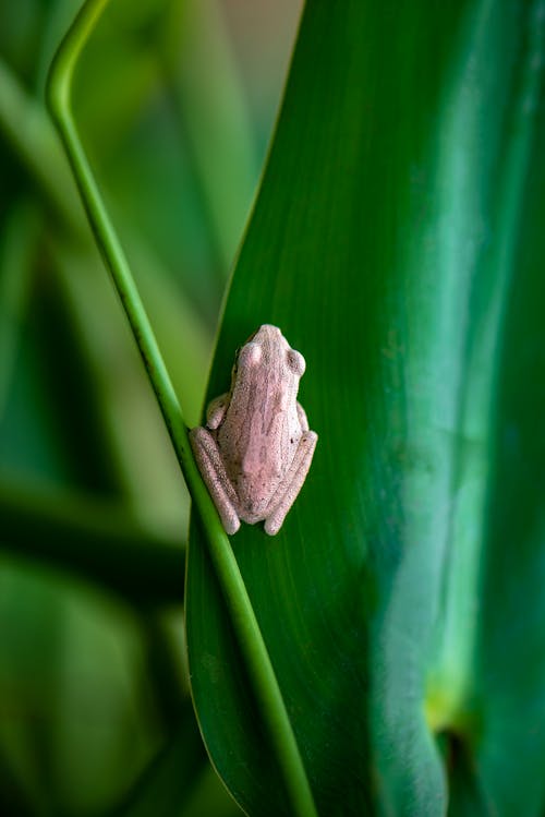 Free Green Frog on Green Leaf Stock Photo