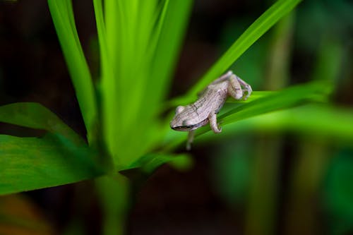 Free Gray Frog on Green Leaf Stock Photo