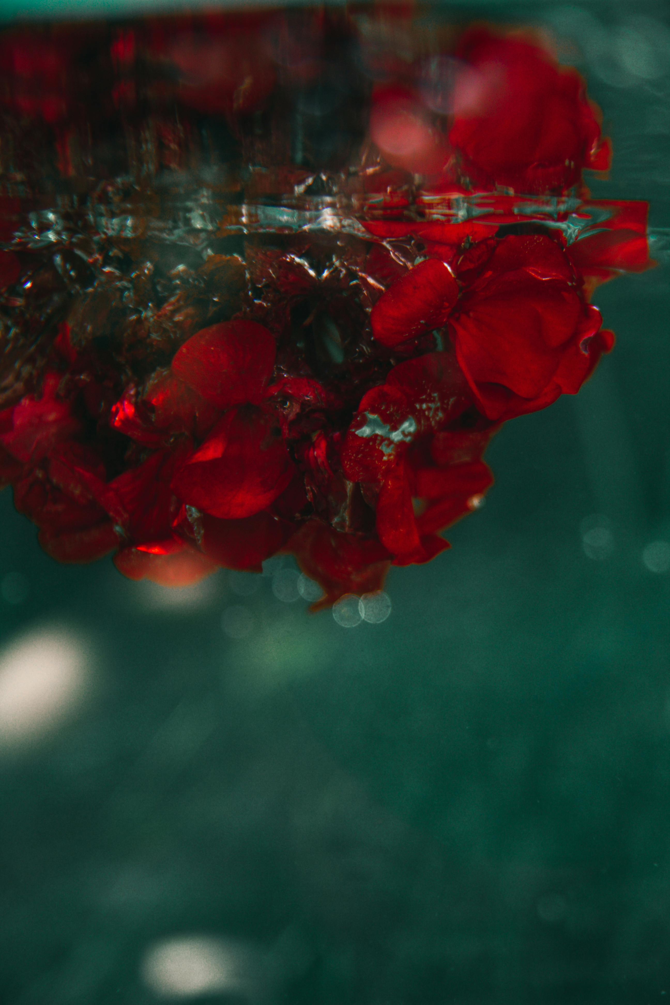 Red Flowers in the Water · Free Stock Photo
