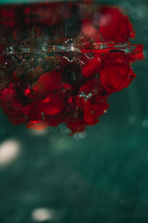 Red Flowers in the Water