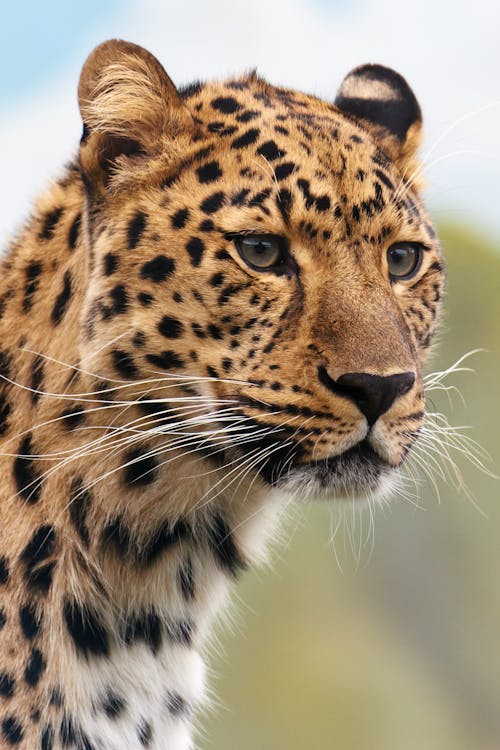 Brown and Black Leopard Animal