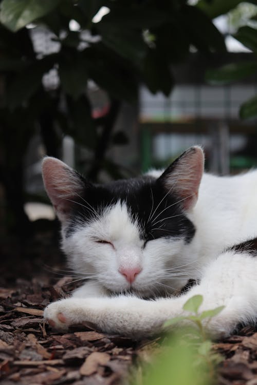 가정의, 고양이, 고양잇과 동물의 무료 스톡 사진