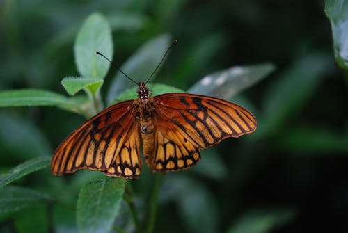 Bezpłatne Brązowy I Czarny Motyl Na Zielonej Roślinie W Ciągu Dnia Zdjęcie z galerii