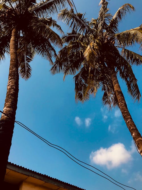 Kostenloses Stock Foto zu aufnahme von unten, groß, kokosnussbäume