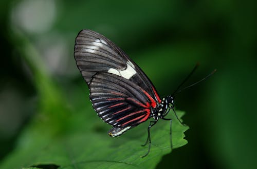 Papillon Noir Et Rouge Sur Feuille Verte
