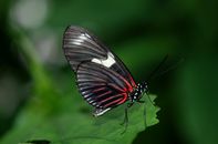 Black and Red Butterfly on Green Leaf