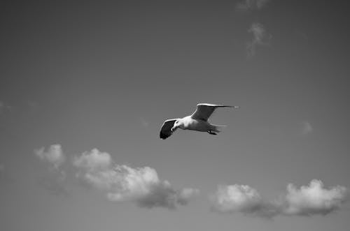 Grayscale Photo of a Seagull Flying