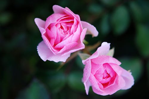 Gratis Petalo Rosa Fiore Nella Fotografia Ravvicinata Foto a disposizione