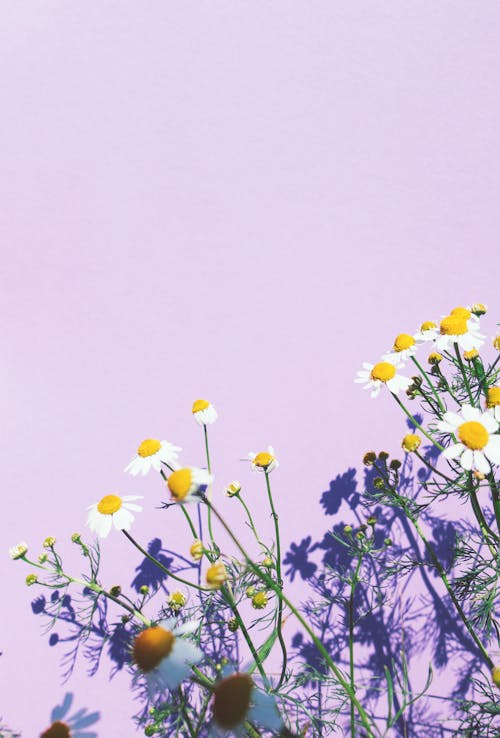 Kostnadsfria Kostnadsfri bild av blommig, blomning, daisy Stock foto