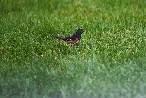 Photo of a Small Black Bird on Green Grass