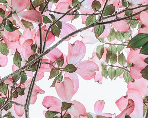 Foto stok gratis berbunga, berwarna merah muda, bunga pohon dogwood