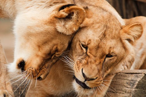 Free Gratis lagerfoto af dyreliv, løve, løver Stock Photo