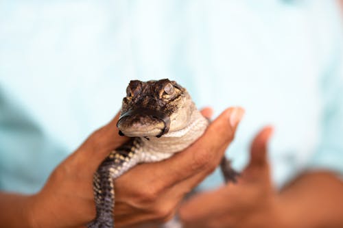 Close-Up Shot of a Person Holding a Baby Alligator