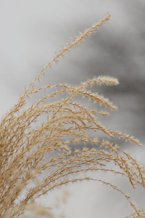 Gratis stockfoto met droog gras, grijs, plant voor de sier