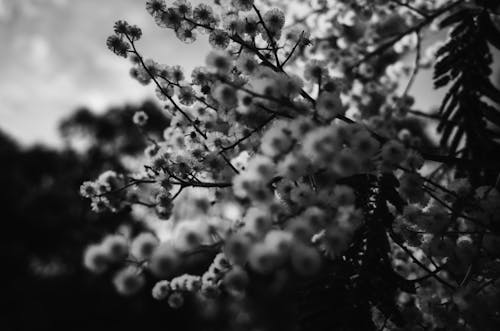 Grayscale Photo of Flowers in Bloom